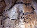 Stier aus der Höhle von Chauvet, Frankreich