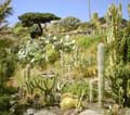 Kaktusgarten in Tazo