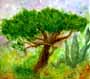 Juniperus 2