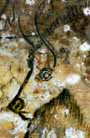 H&ouml;hle von Niaux, ca. 8000 Jahre v. Chr