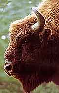 Wisent aus einem deutschen Naturpark